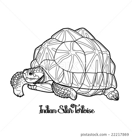 插图素材: indian star tortoise