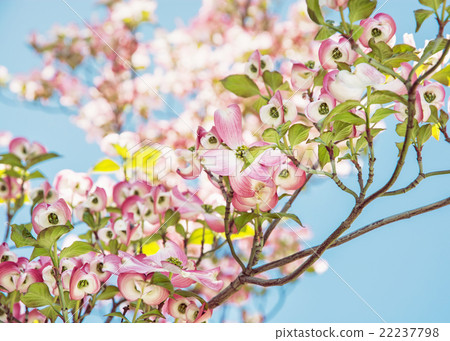 图库照片: cornus florida - flowering dogwood, beautiful