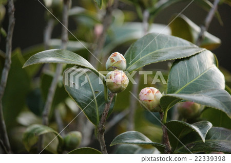 图库照片 山茶花 日本山茶 唾液