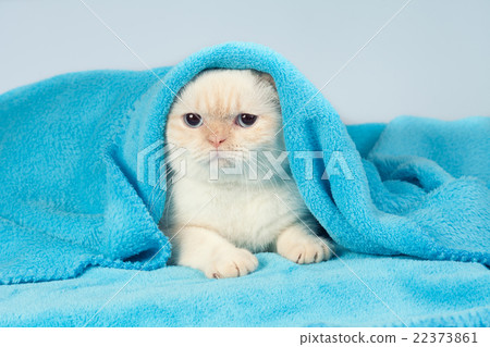 图库照片: kitten peeking out from under the blue blanket