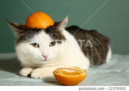 图库照片: siberian cat in funny orange hat