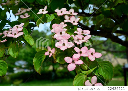 图库照片 四照花 红花 山茱萸科