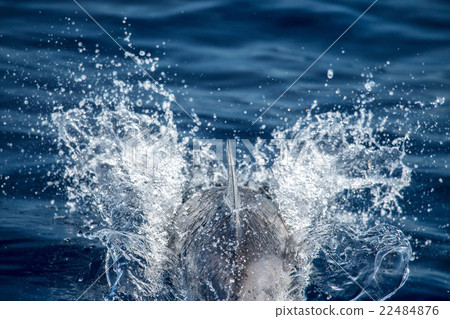 图库照片: dolphin while jumping in the deep blue sea