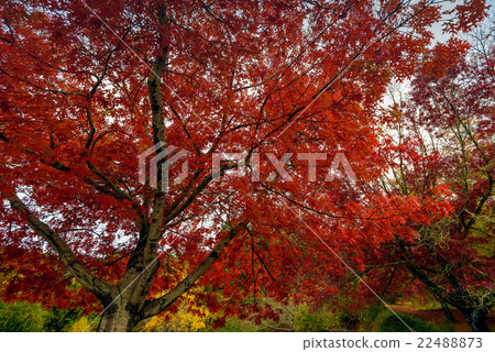 图库照片: red maple tree