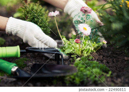 图库照片: planting flowers in pot with dirt or soil.