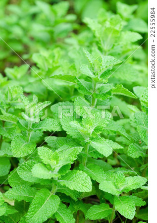 图库照片 香草 草本的 药草