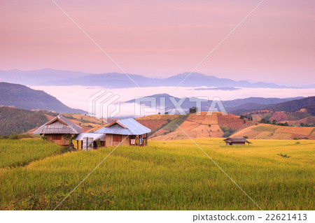 图库照片: green terraced rice field in pa pong pieng