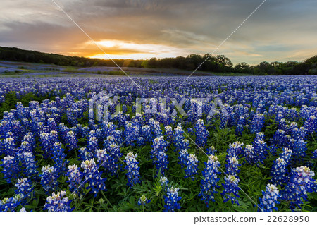 图库照片: beautiful bluebonnets field at sunset