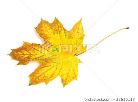 图库照片: yellow multicolor autumn maple-leaf