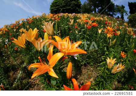 照片素材(图片): 花园 百合 莉莉