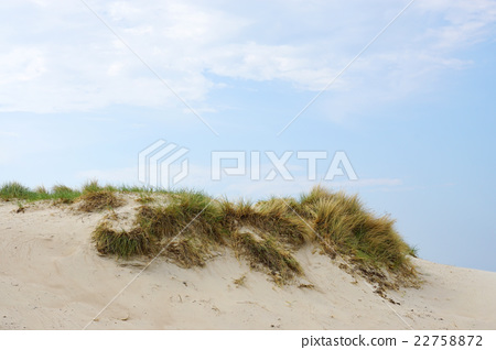 图库照片: marram grass on sand dune