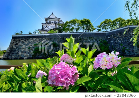 图库照片 绣球花和岸和田城堡