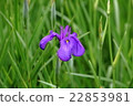 图库照片: 花菖蒲 日本水菖蒲 花朵
