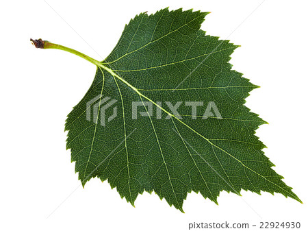 图库照片: green leaf of birch tree isolated