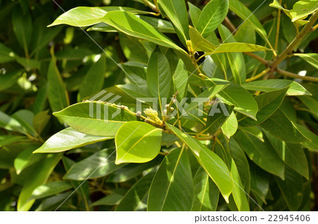 图库照片 石柯属 山毛榉科(植物种类 长青树