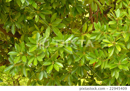 图库照片 石柯属 山毛榉科(植物种类 长青树