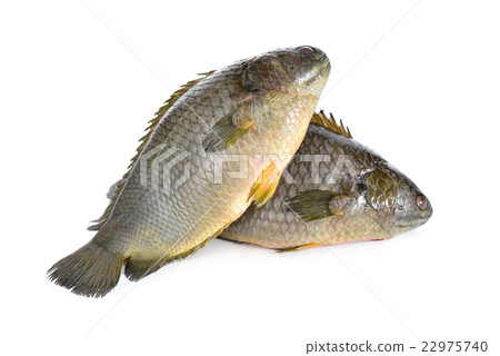 图库照片 common climbing perch fish or koi fish on white