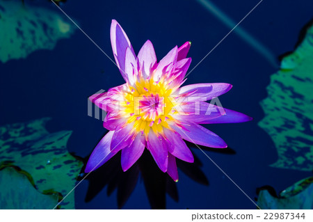 图库照片: violet waterlily or lotus flower blooming on pond