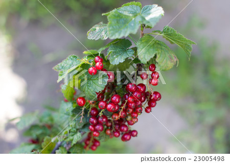 图库照片: bush with red berries