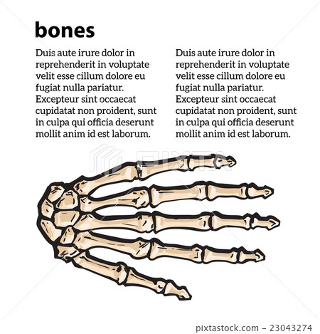 Medically Accurate Illustration Of The Hand Bones Stock Illustration