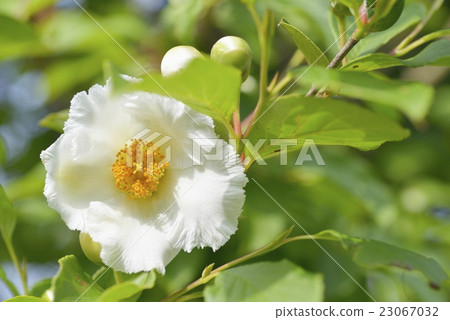 照片 夏天山茶花 首页 照片 姿势_表情_动作 表情 可爱 夏天山茶花*