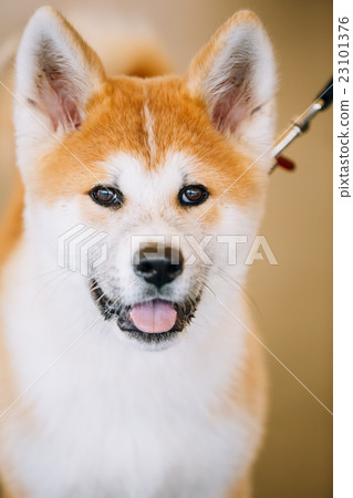 图库照片: young white and red akita inu dog, puppy