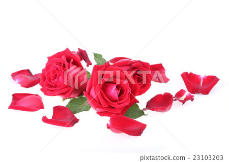 图库照片: red rose isolated on white background