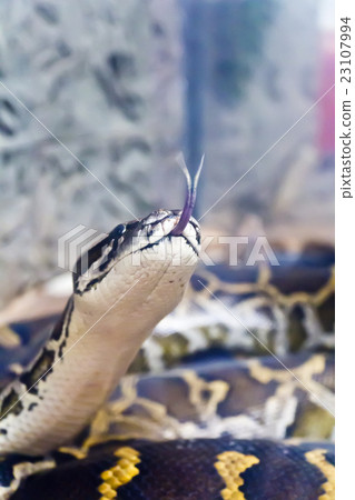 图库照片: photo of vertical snake head with put out tongue