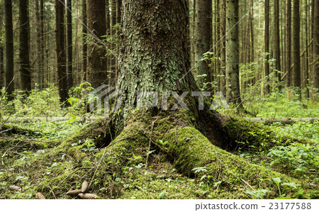 图库照片: tree roots