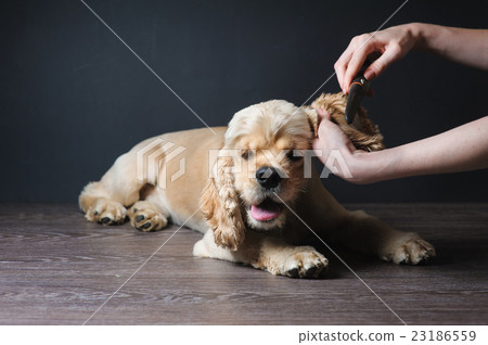 图库照片: groomer combs young purebred cocker spaniel