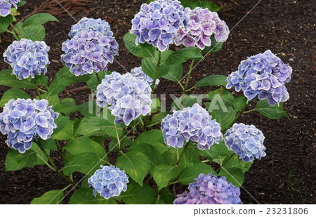 图库照片 绣球花07