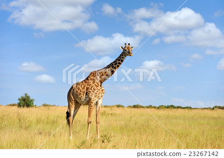 照片素材(图片): giraffe on savannah in africa