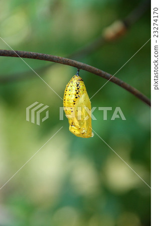 图库照片: 雄鹿甲虫蛹
