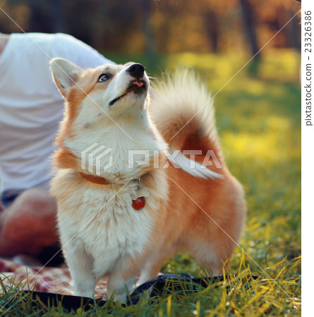 图库照片: cute dog corgi