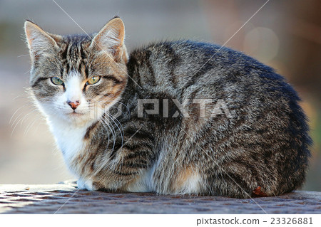 图库照片: beautiful gray siberian cat