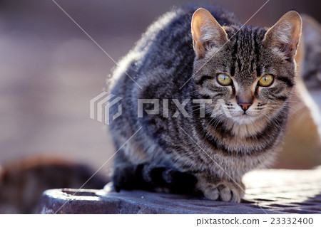 图库照片: beautiful gray siberian cat