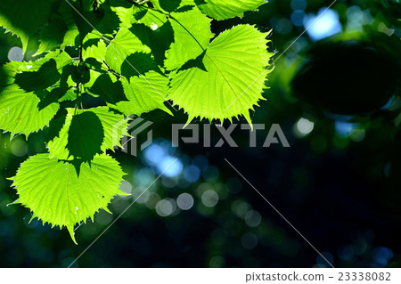 图库照片: fusasakura叶子是不规则的锯齿状有趣的形状图片