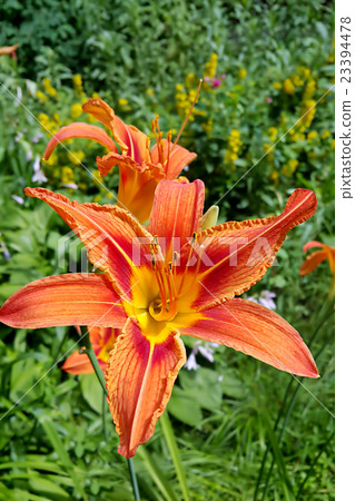 图库照片: beautiful tiger lily in the summer garden