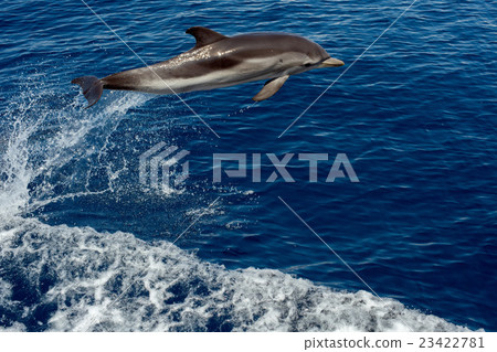 照片素材(图片): dolphin while jumping in the deep blue sea 查看