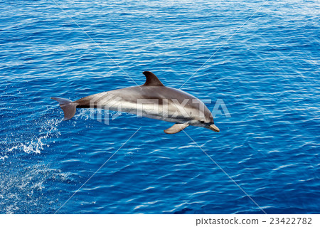 图库照片: dolphin while jumping in the deep blue sea