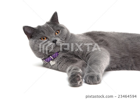 图库照片: gray cat with yellow eyes in purple collar