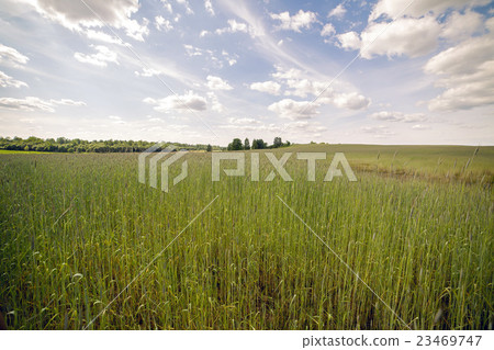 图库照片: path through the tall grass on a green field