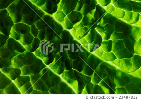 图库照片: fresh savoy cabbage leaf