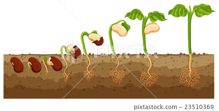 插图素材: seed growing into tree