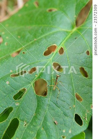 叶子 被虫啃 首页 照片 爬行动物_昆虫_恐龙 昆虫_虫子 螳螂 树叶