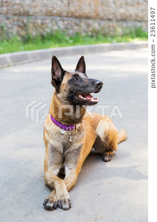 图库照片: malinois belgian shepherd dog