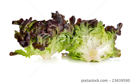 redlettuce,lettuceleaf 图库照片: lettuce or red oak-leaf on white background