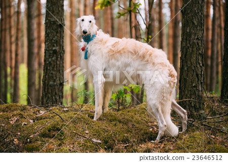 图库照片: white russian dog, borzoi, hunting dog in spring