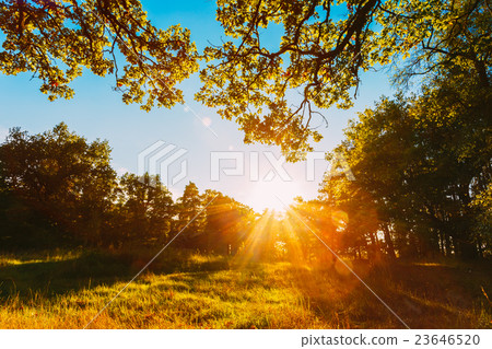 图库照片: sunset, sunrise in summer sunny forest. lens flare