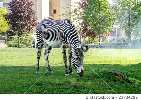 图库照片: zebra walking in the paddock if the moscow zoo